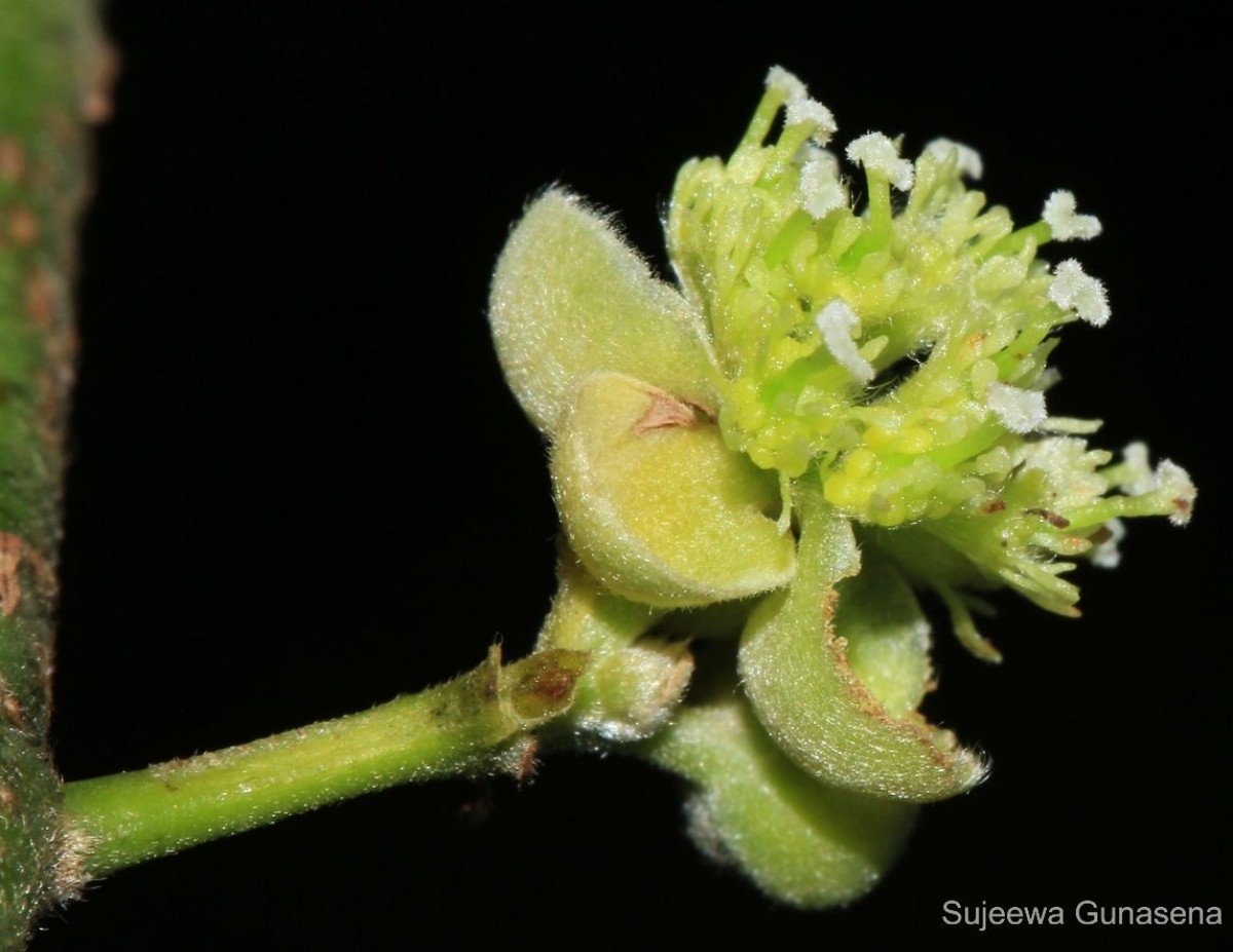 Litsea glutinosa (Lour.) C.B.Rob.