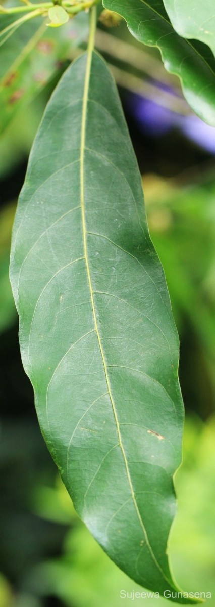 Litsea glutinosa (Lour.) C.B.Rob.