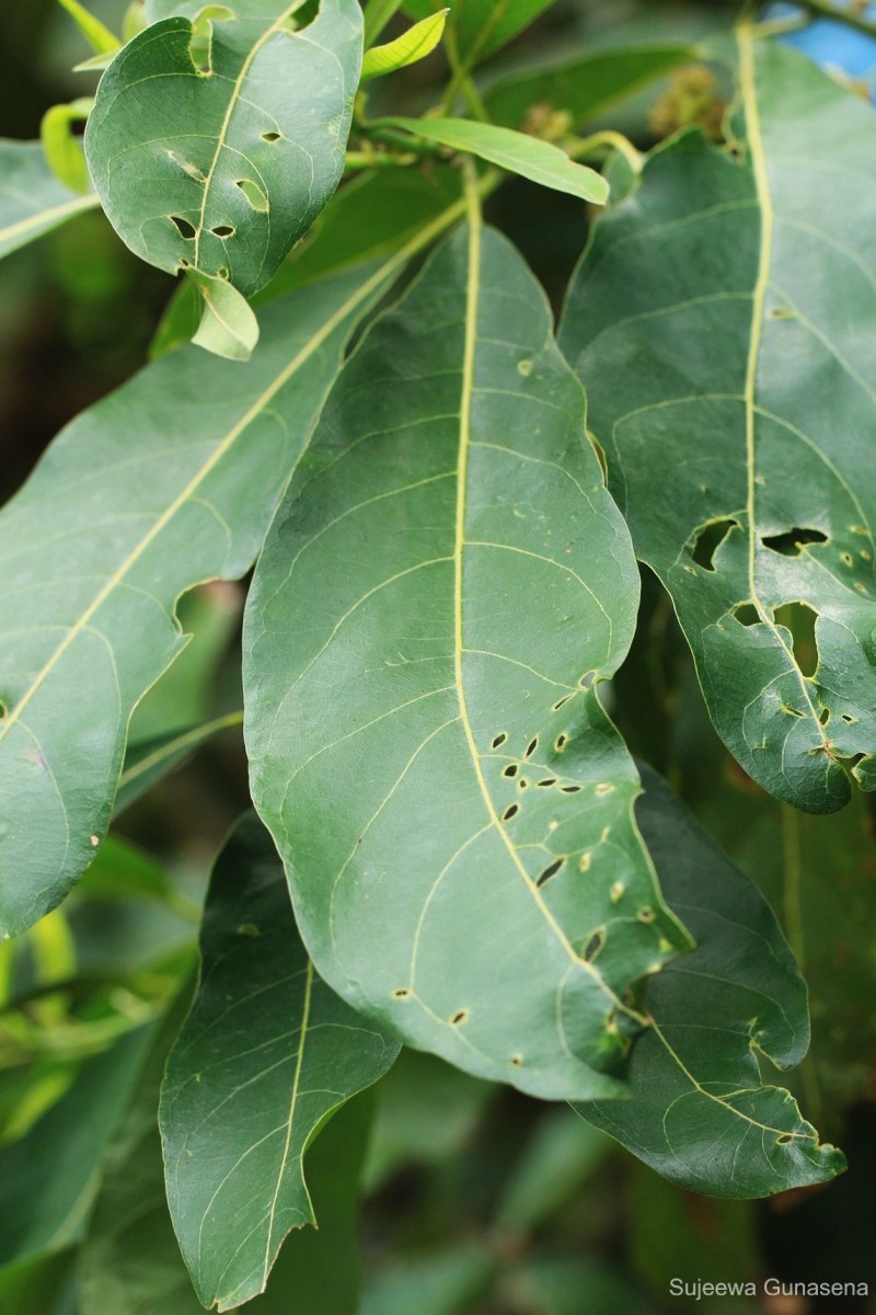 Litsea glutinosa (Lour.) C.B.Rob.