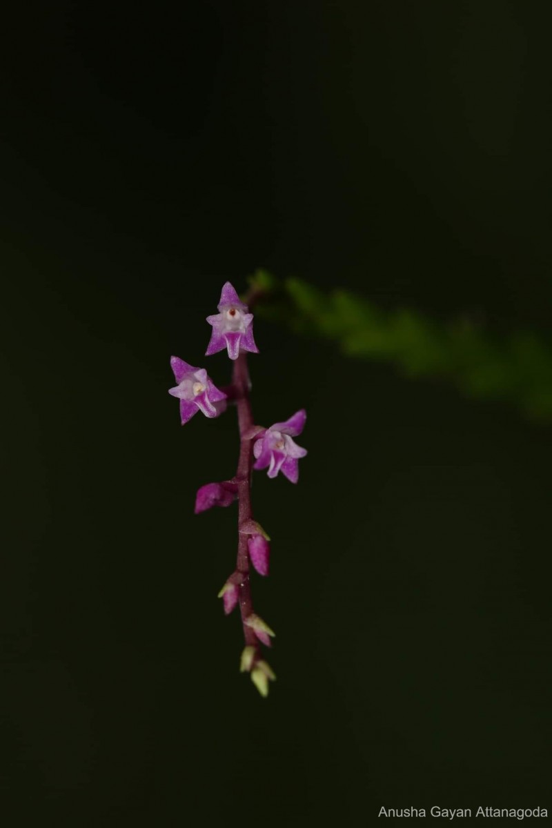 Podochilus warnagalensis Wijew., Priyad., Arang., Atthan., Samar. & Kumar