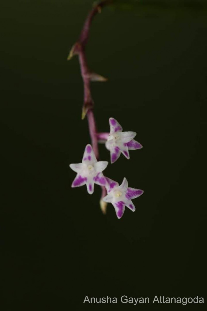 Podochilus warnagalensis Wijew., Priyad., Arang., Atthan., Samar. & Kumar