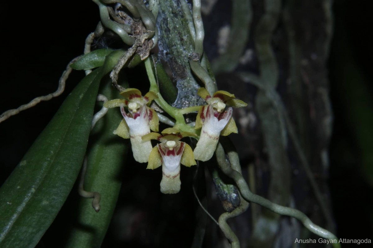 Pteroceras dalaputtuwa Atthan., Priyad., Wijew., Aberathna & Kumar