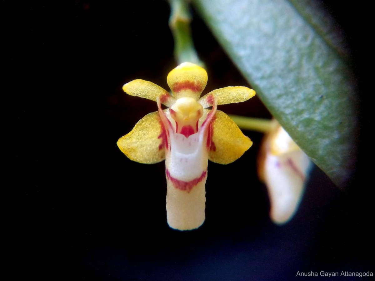 Pteroceras dalaputtuwa Atthan., Priyad., Wijew., Aberathna & Kumar