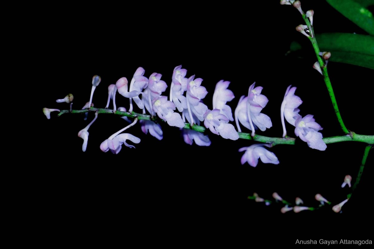 Aerides ringens (Lindl.) C.E.C.Fisch.