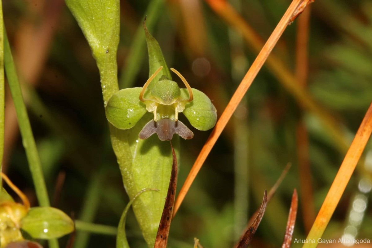 Habenaria acuminata (Thwaites) Trimen