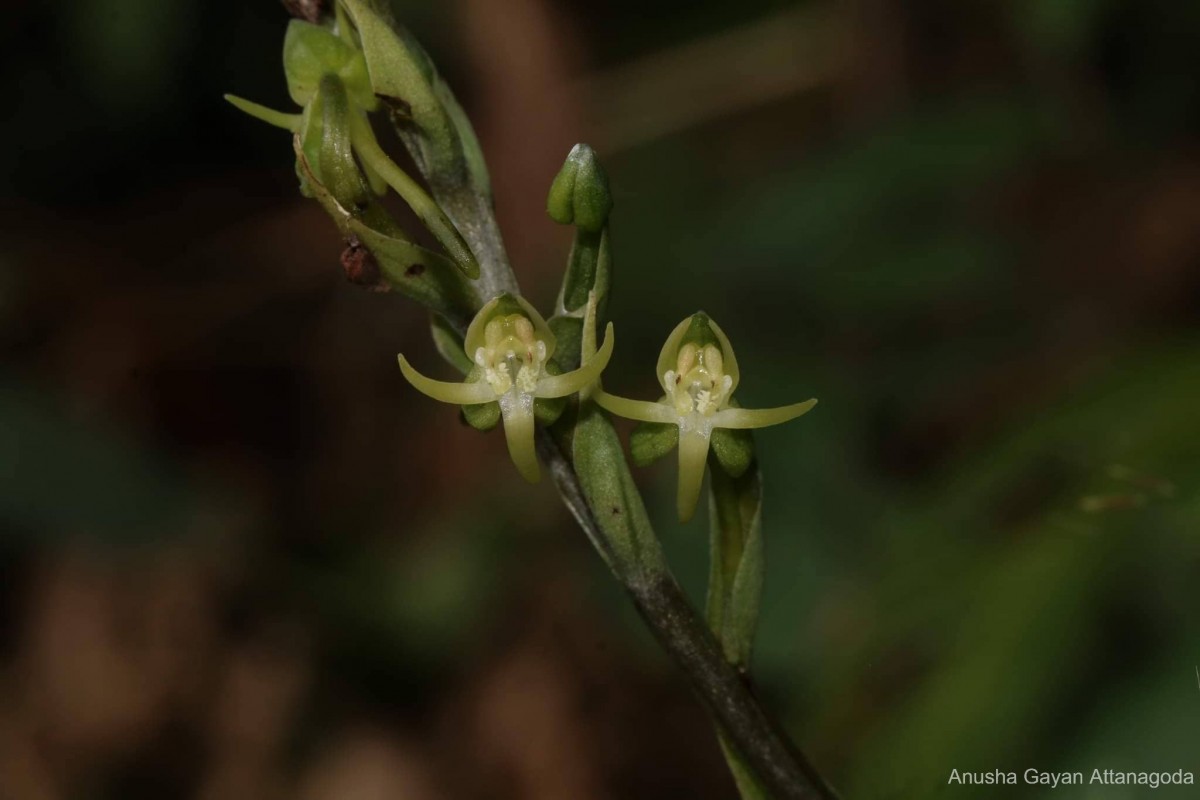 Habenaria dolichostachya Thwaites