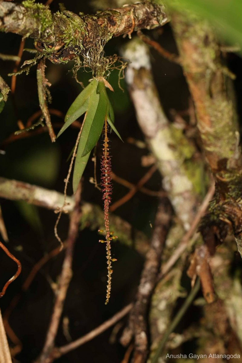 Oberonia meegaskumburae Priyad., Wijew. & Kumar