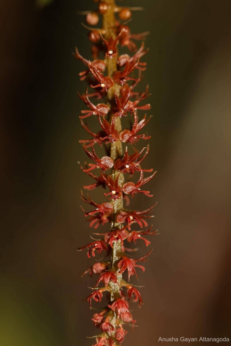 Oberonia meegaskumburae Priyad., Wijew. & Kumar