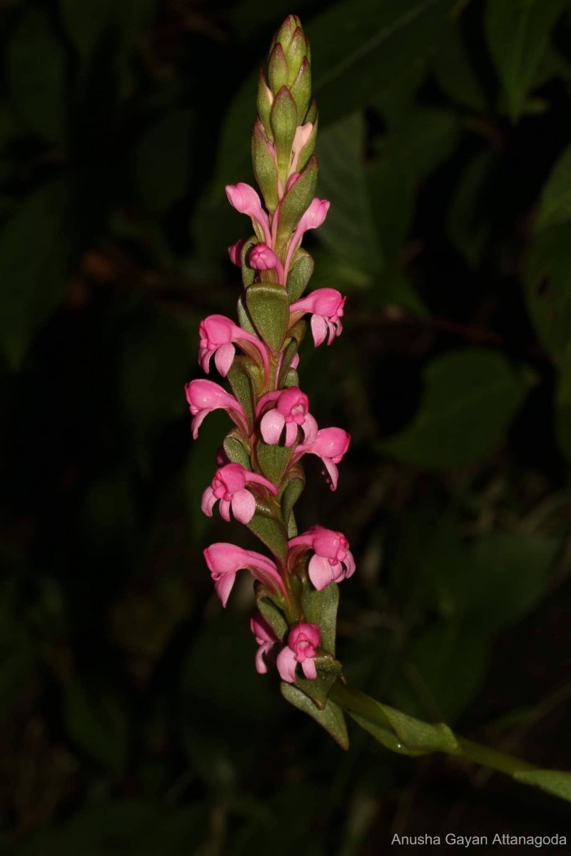 Satyrium nepalense D.Don