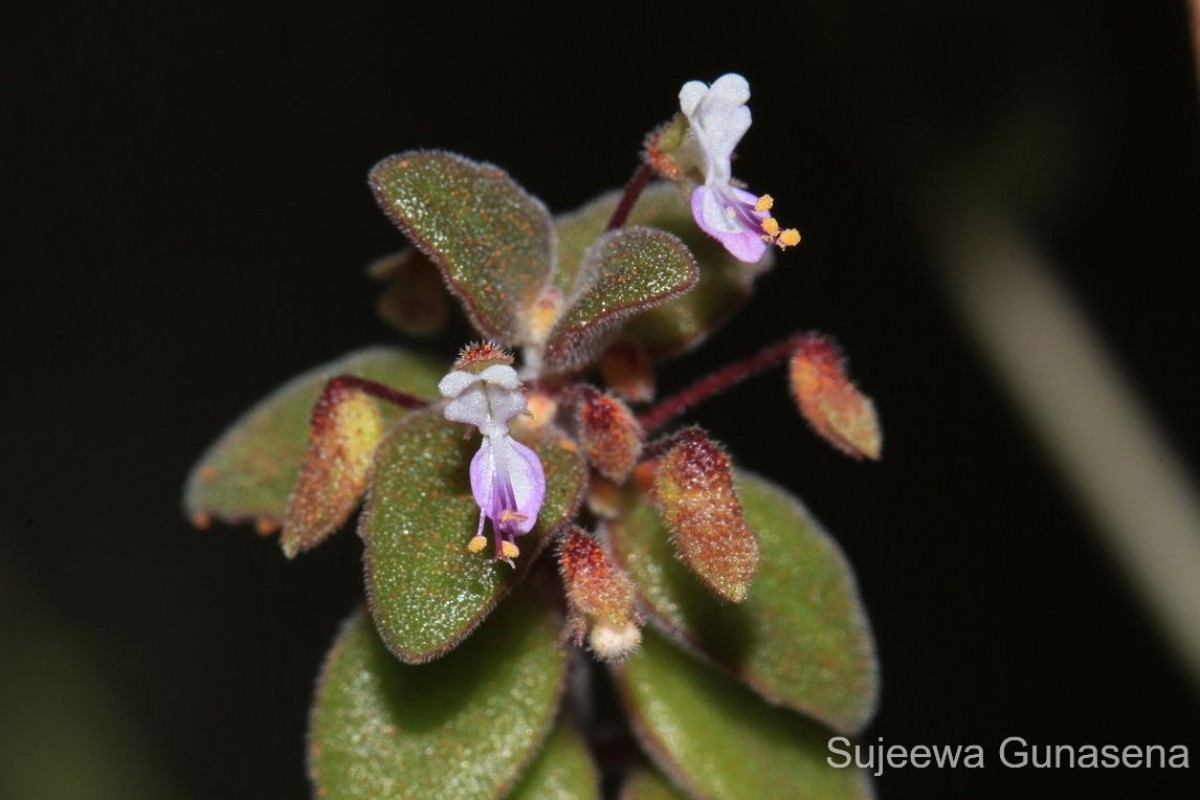 Coleus prostratus (Gürke) A.J.Paton