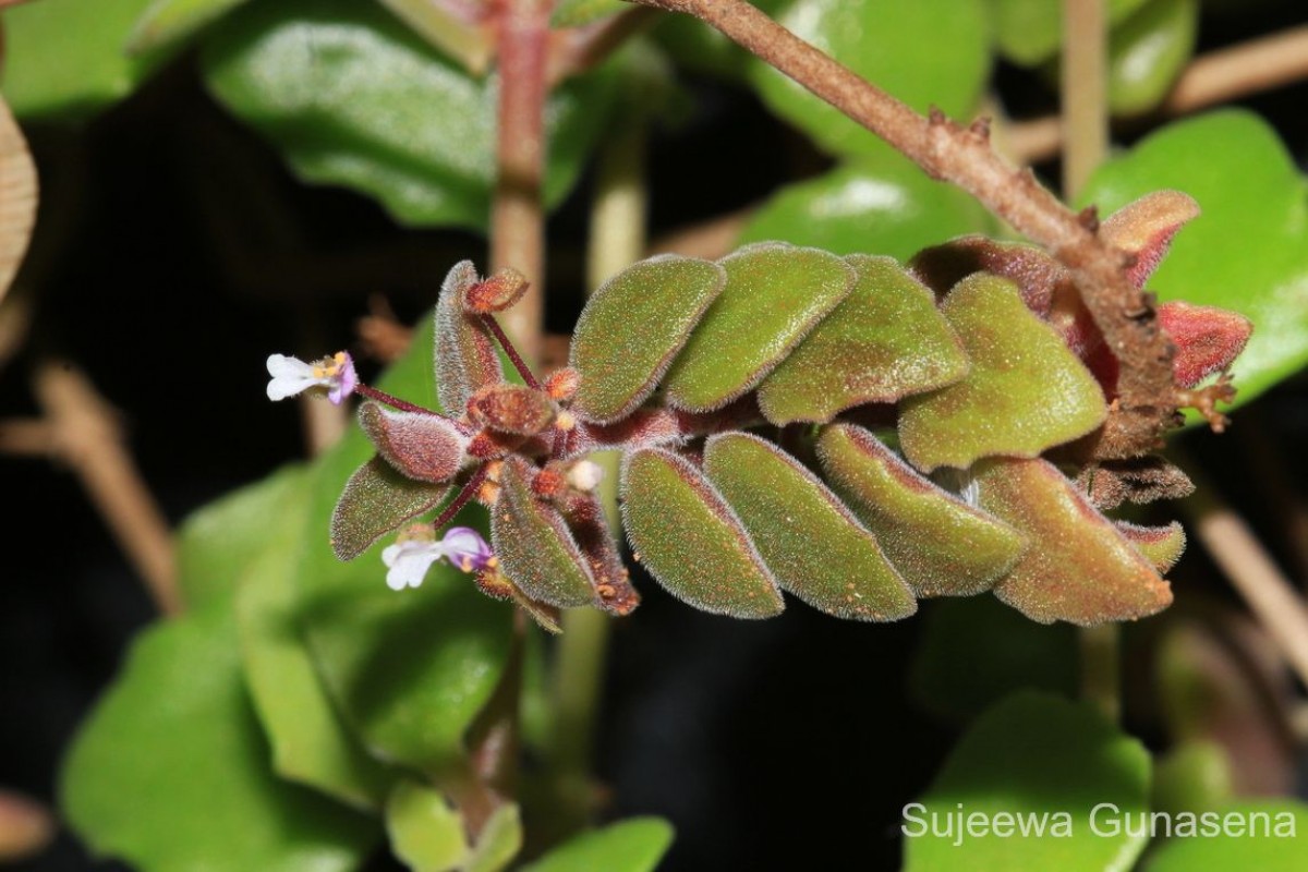 Coleus prostratus (Gürke) A.J.Paton