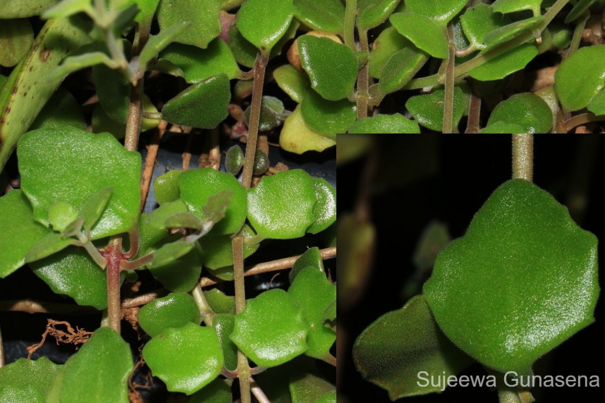 Coleus prostratus (Gürke) A.J.Paton