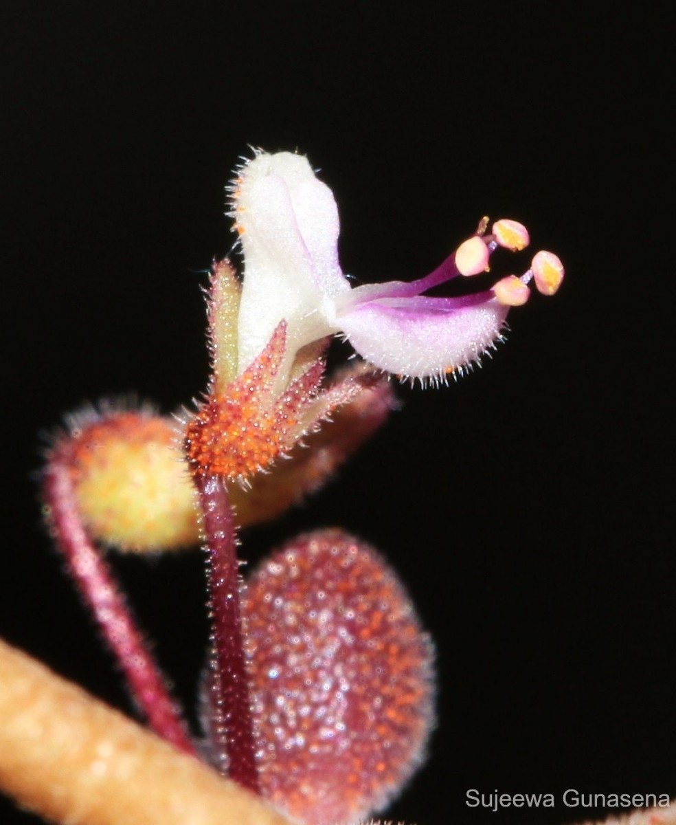 Coleus prostratus (Gürke) A.J.Paton