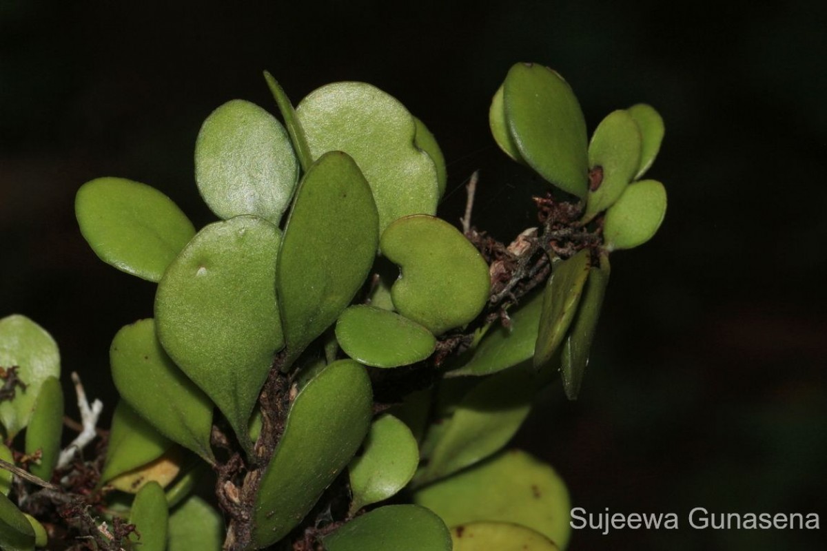 Pyrrosia heterophylla  (L.) M.G.Price