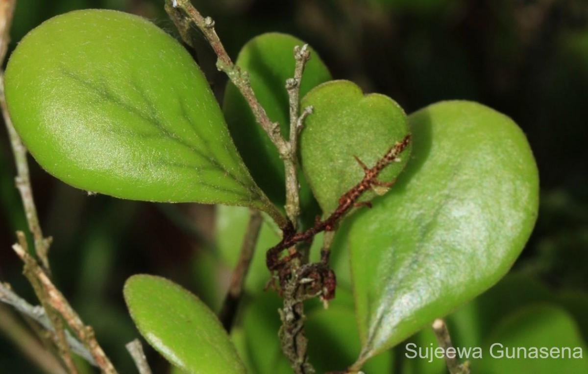 Pyrrosia heterophylla  (L.) M.G.Price