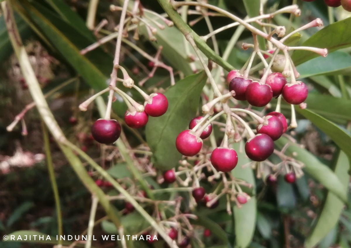 Ardisia rothii A.DC.