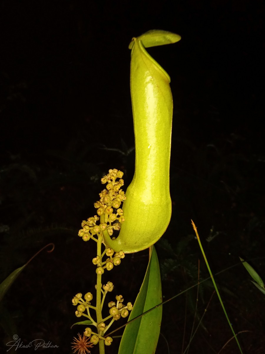 Nepenthes distillatoria L.