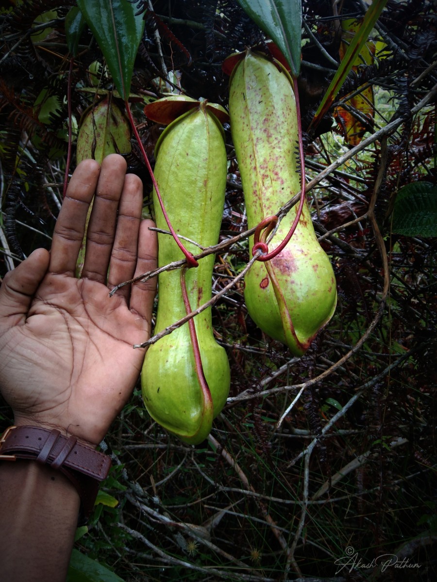 Nepenthes distillatoria L.