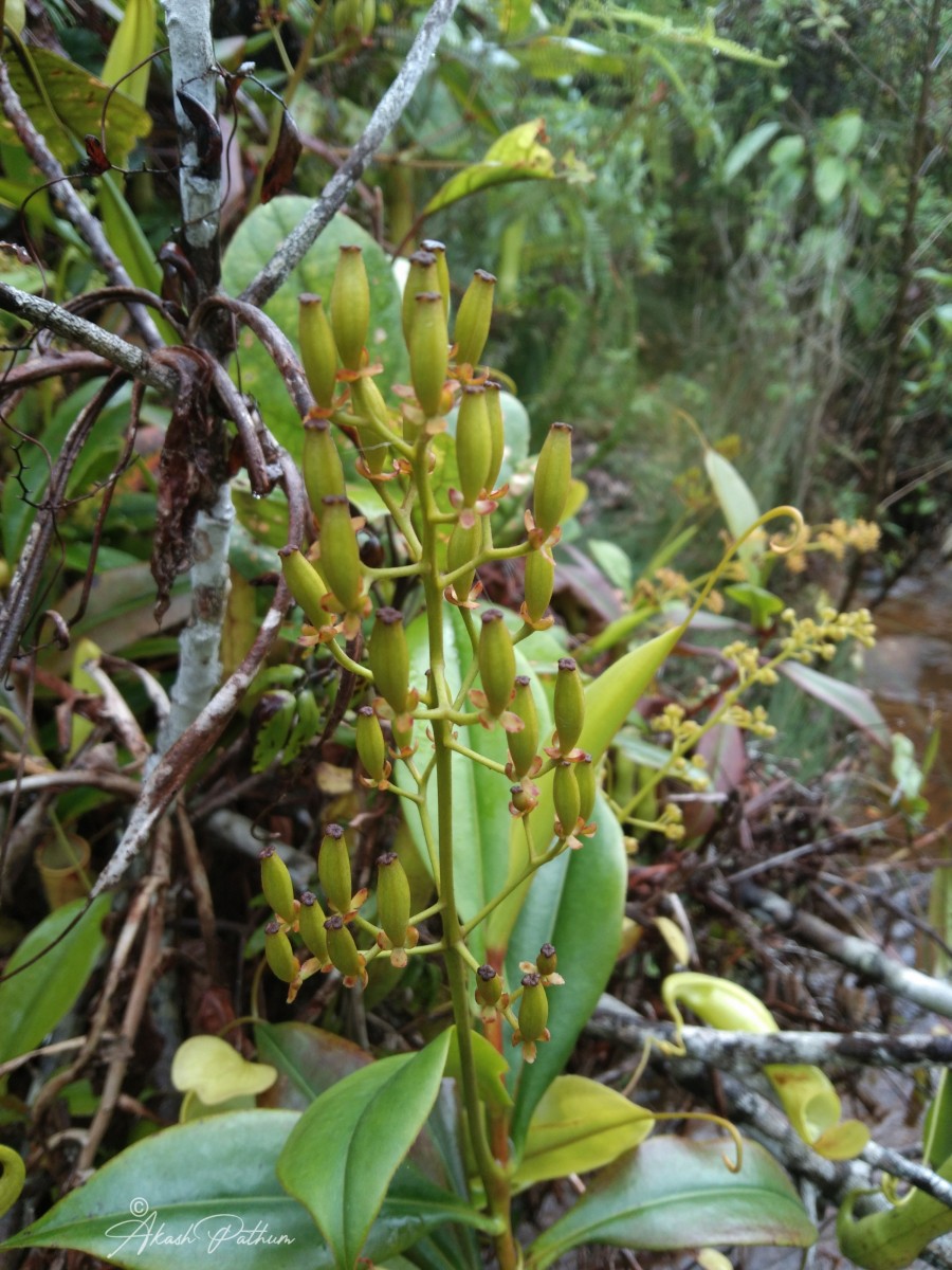 Nepenthes distillatoria L.