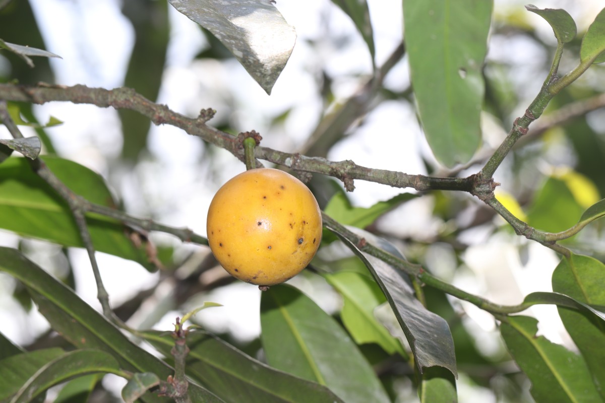 Garcinia xanthochymus Hook.f. ex T.Anderson