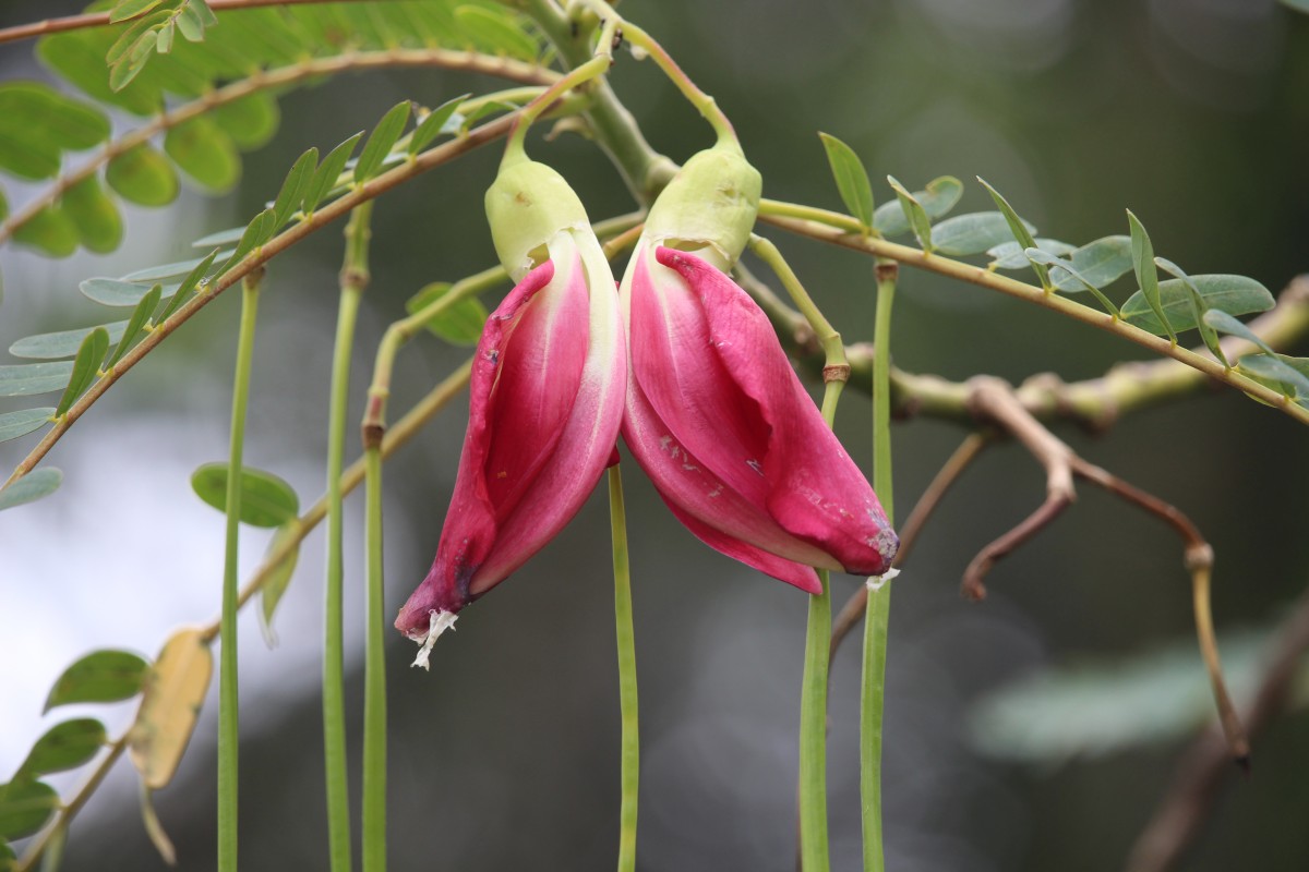 Sesbania grandiflora (L.) Poir.