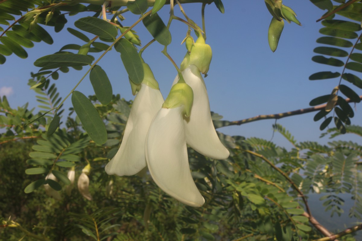 Sesbania grandiflora (L.) Poir.