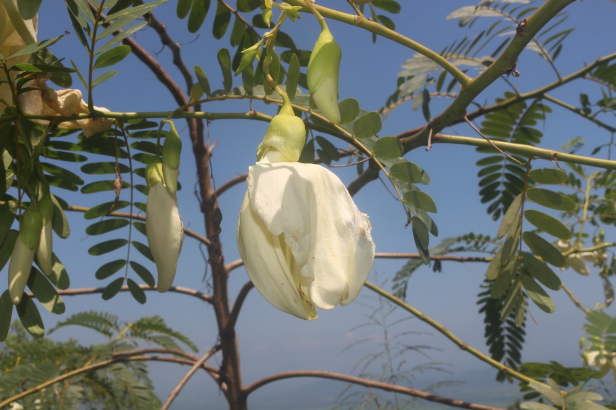 Sesbania grandiflora (L.) Poir.