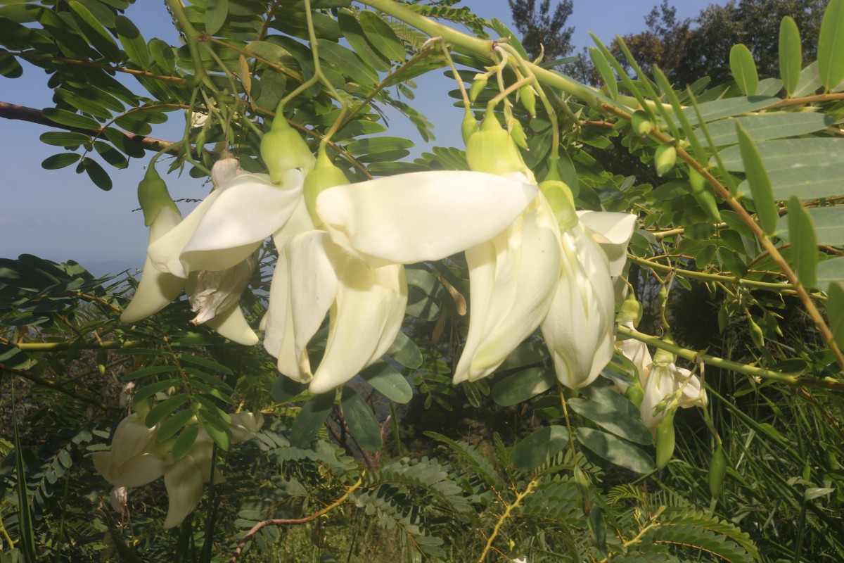 Sesbania grandiflora (L.) Poir.