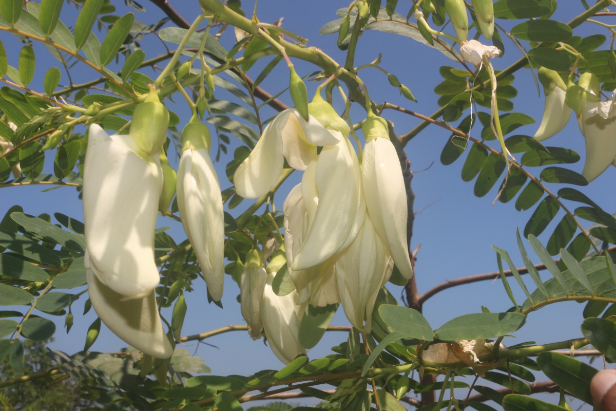 Sesbania grandiflora (L.) Poir.