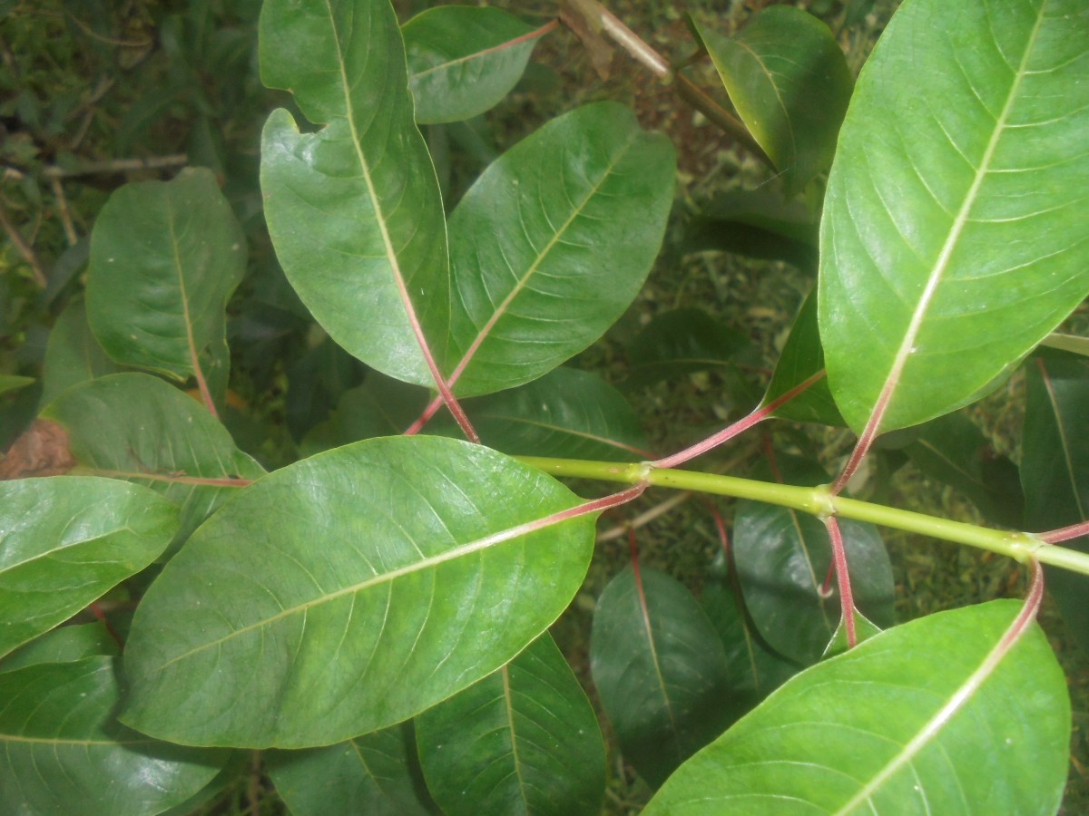 Paracarphalea kirondron (Baill.) Razafim., Ferm, B.Bremer & Kårehed