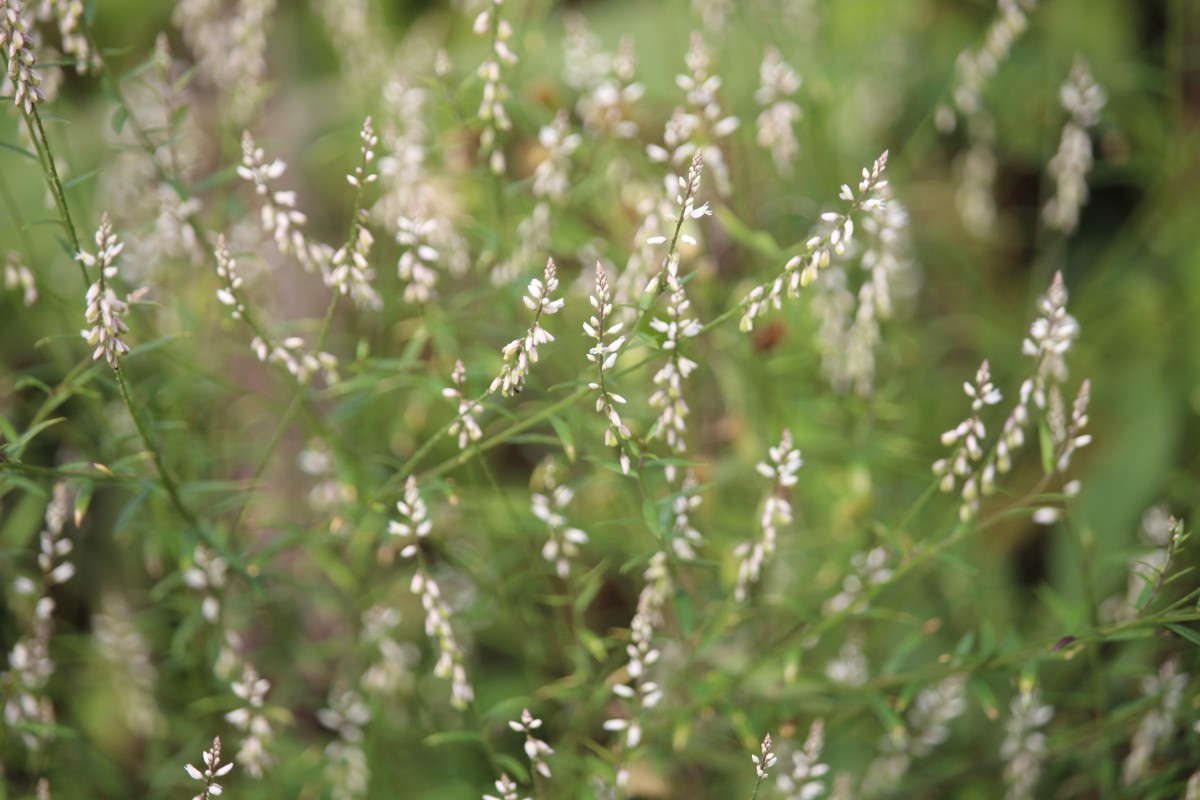 Polygala paniculata L.