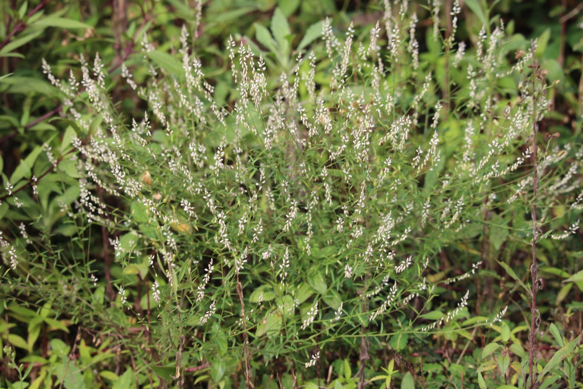 Polygala paniculata L.