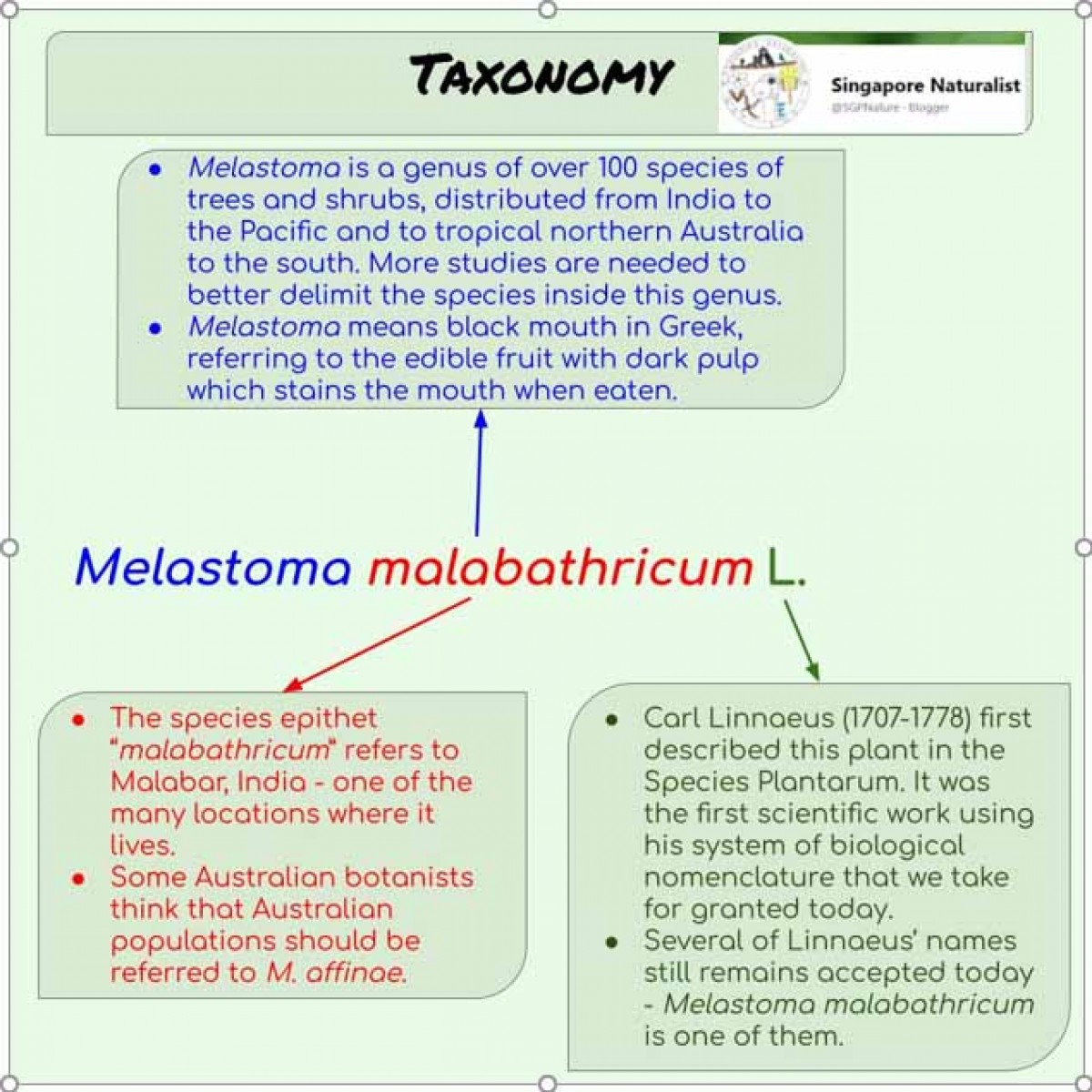 Melastoma malabathricum L.