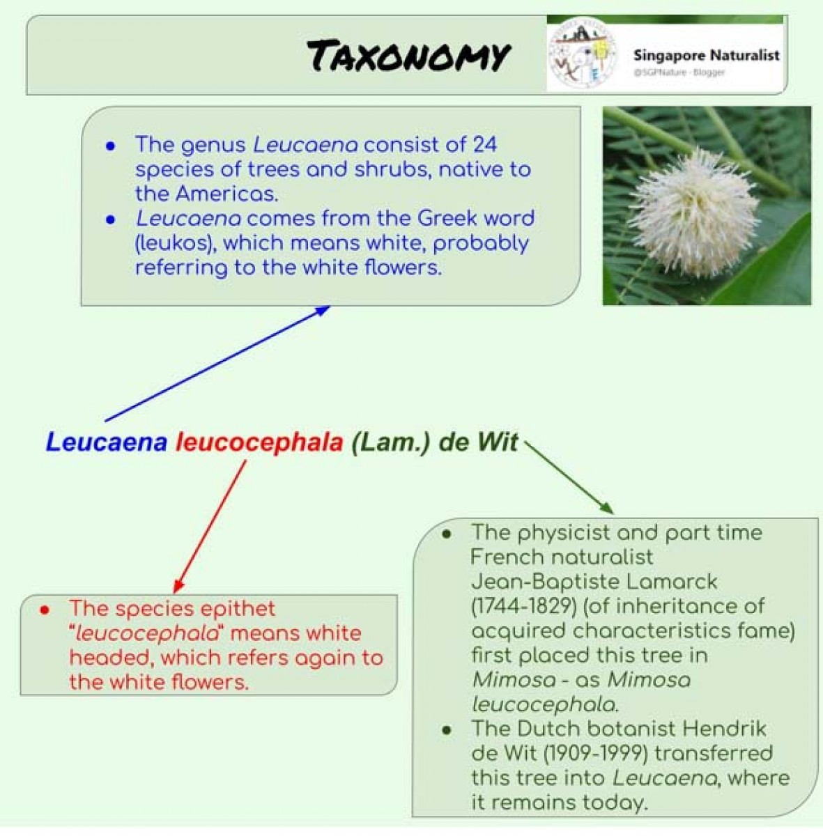 Leucaena leucocephala (Lam.) de Wit