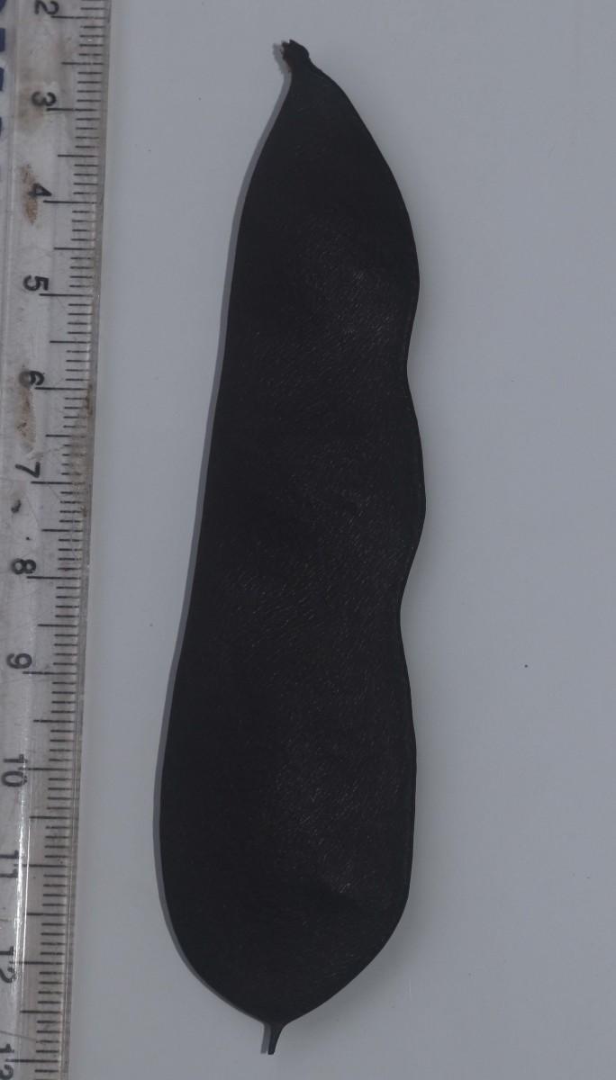 Phanera kockiana (Korth.) Benth.