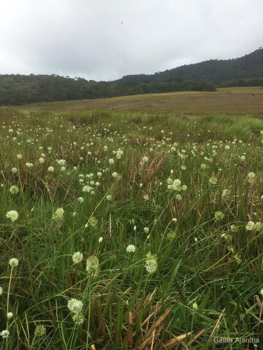 Allium hookeri Thwaites