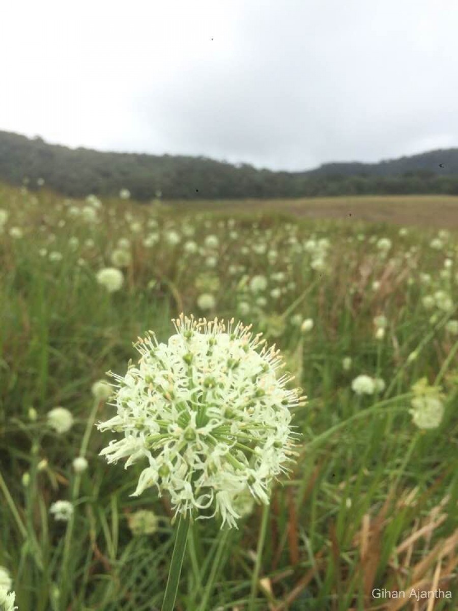 Allium hookeri Thwaites