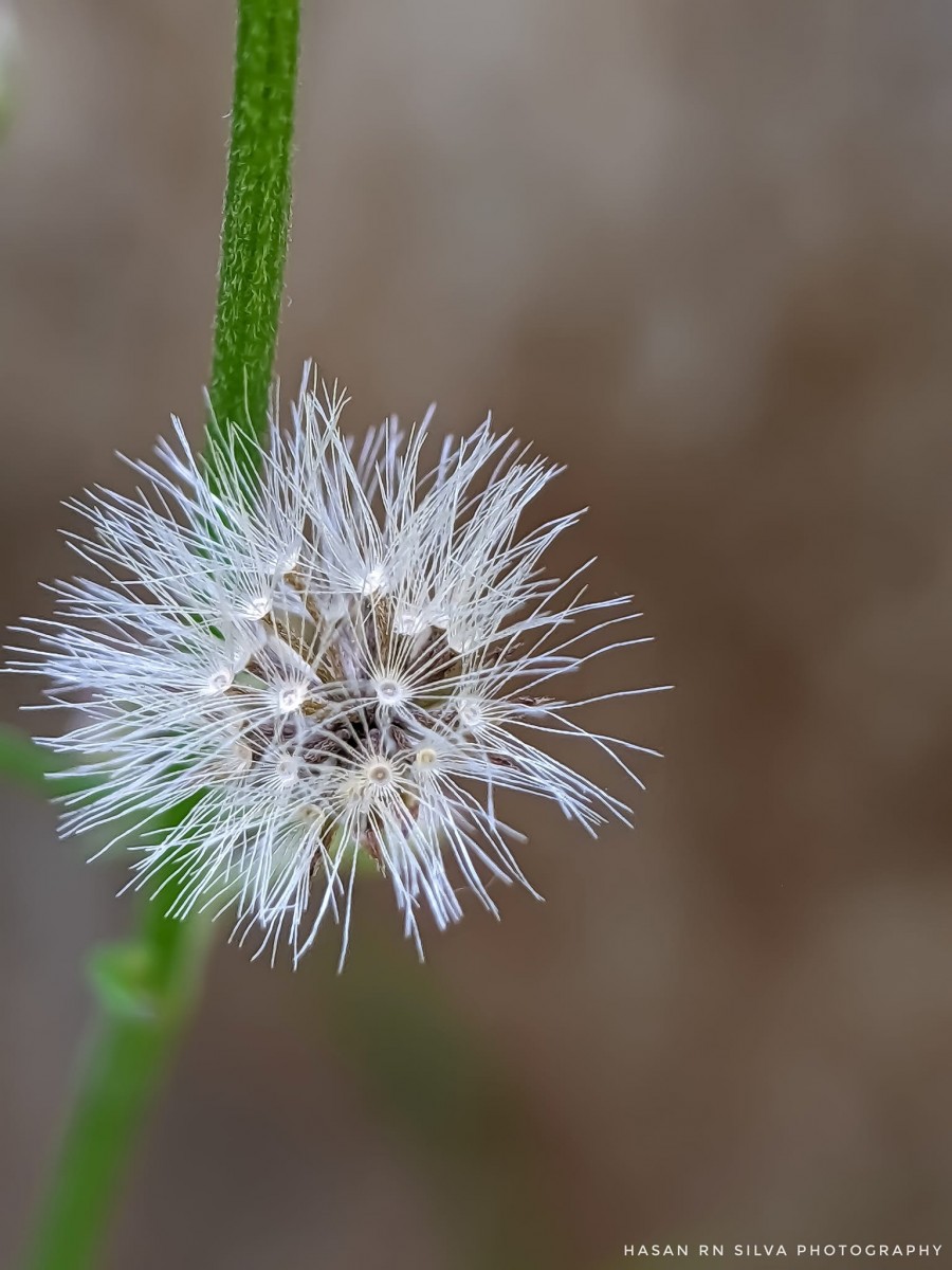 Cyanthillium cinereum (L.) H.Rob.