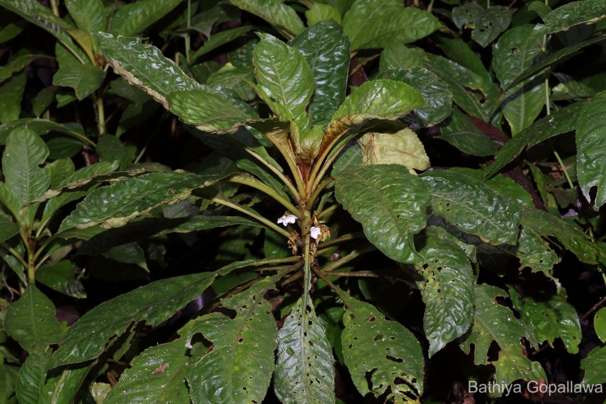 Rhynchotechum permolle (Nees) B.L.Burtt