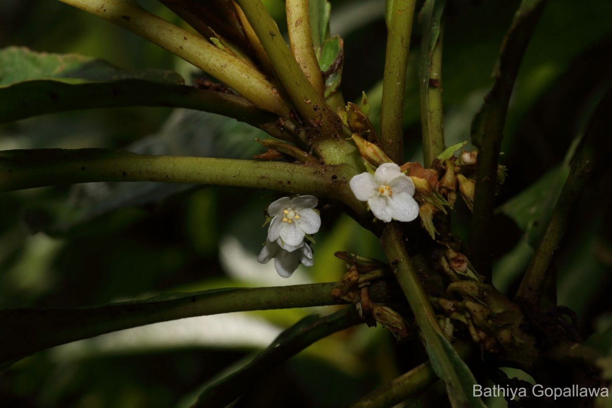 Rhynchotechum permolle (Nees) B.L.Burtt