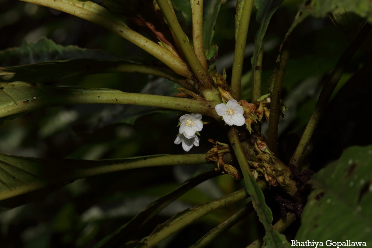 Rhynchotechum permolle (Nees) B.L.Burtt