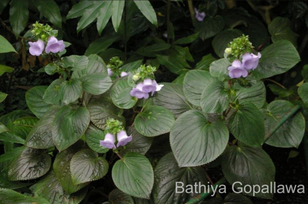 Gloxinia perennis (L.) Druce