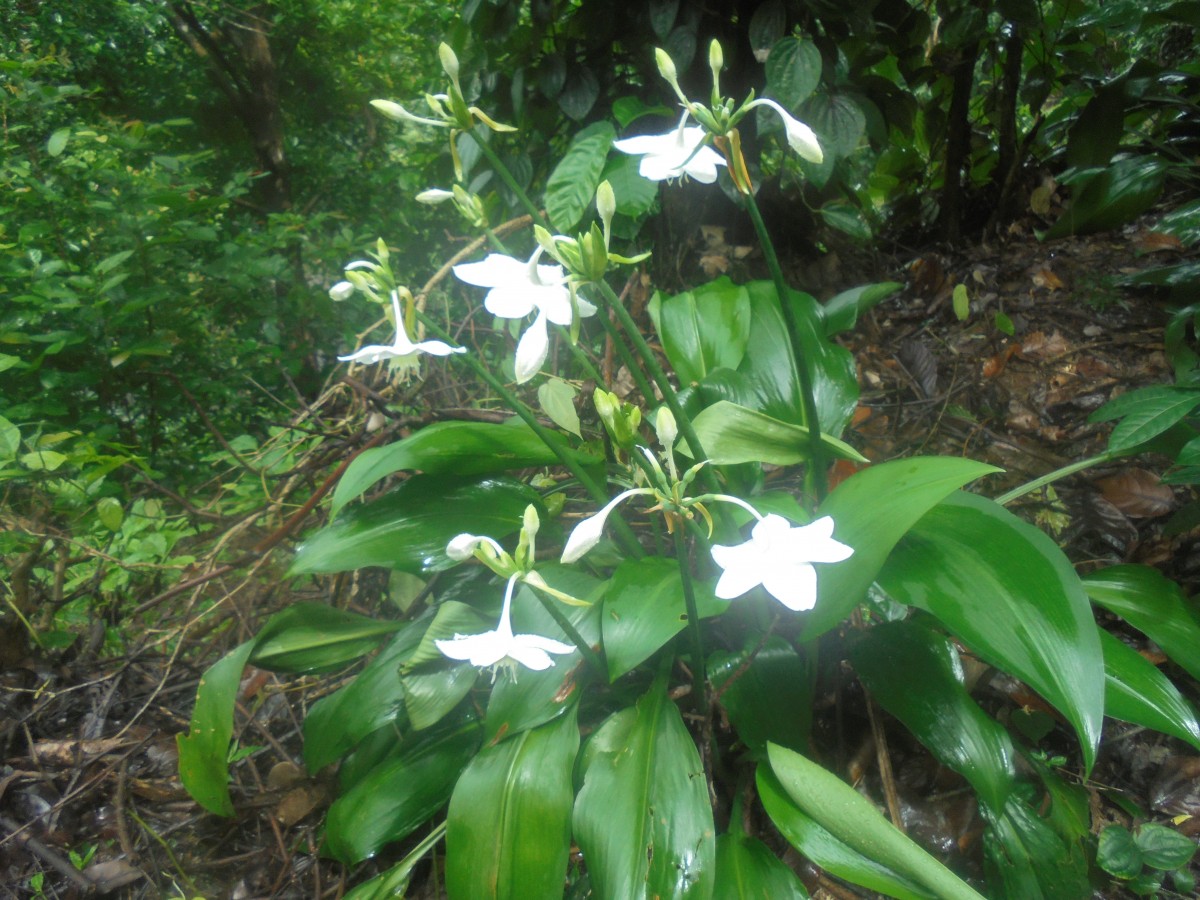 Urceolina × grandiflora (Planch. & Linden) Traub