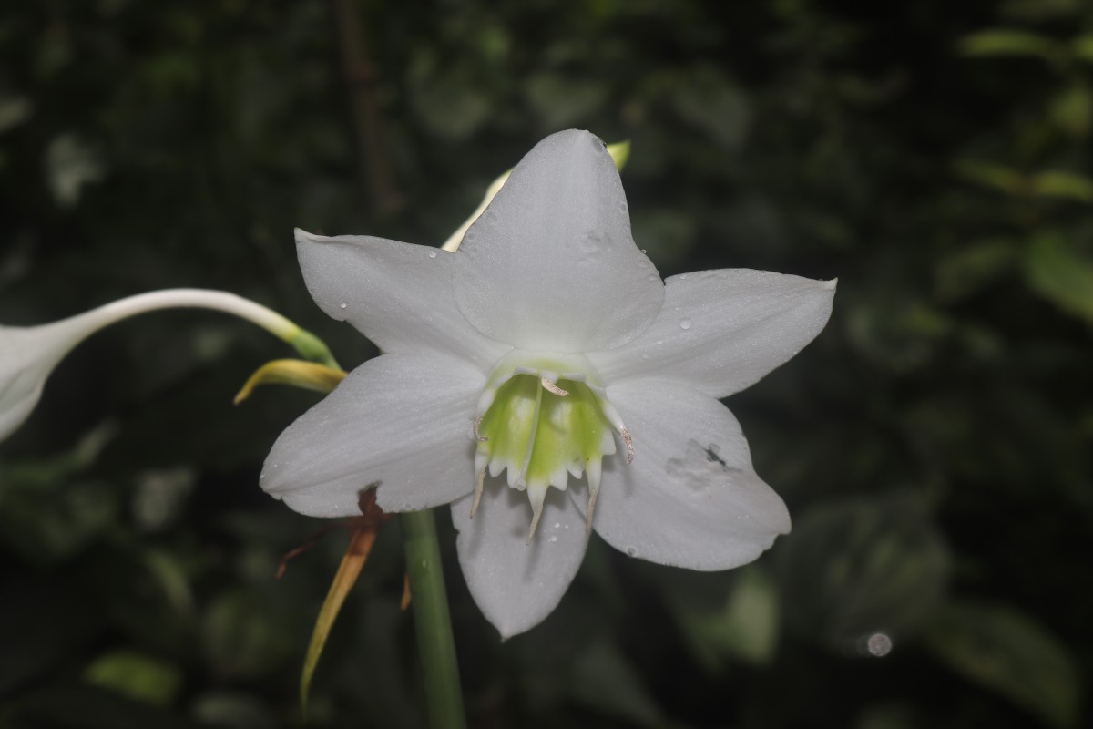 Urceolina × grandiflora (Planch. & Linden) Traub