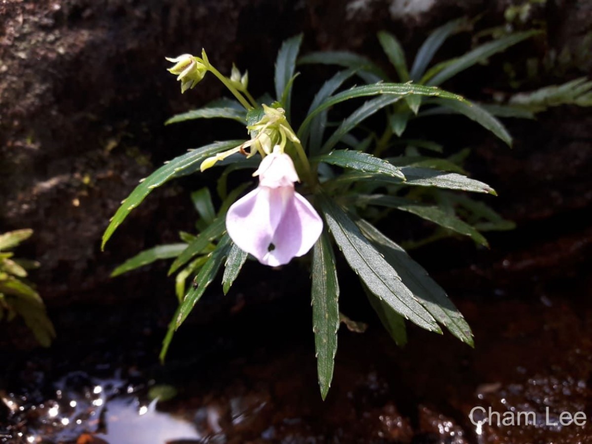 Impatiens linearis Arn.