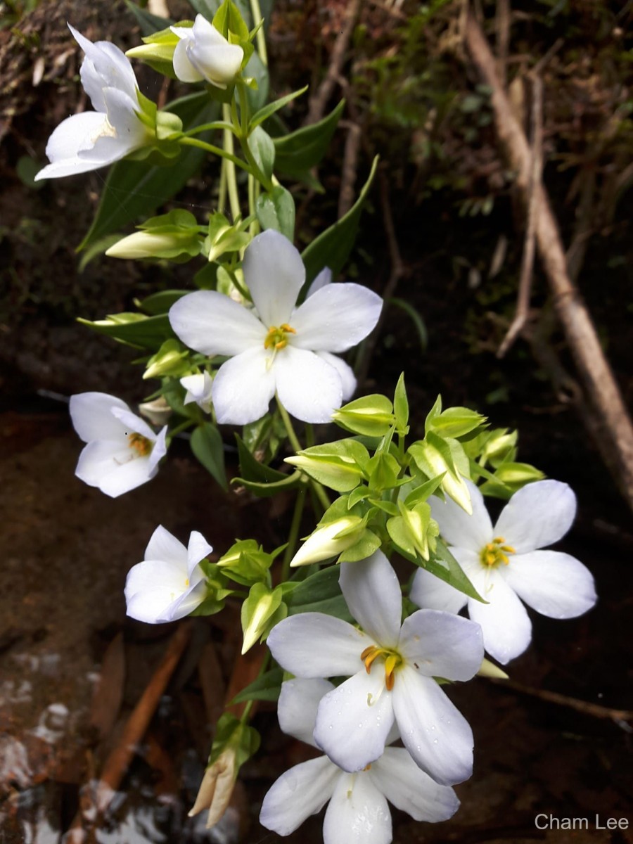 Exacum pallidum (Trimen) Klack.
