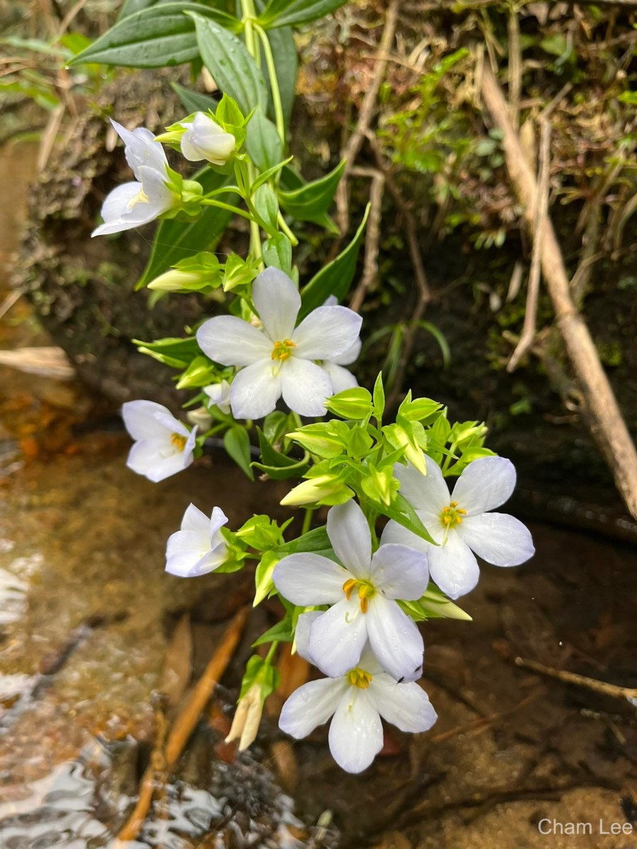 Exacum pallidum (Trimen) Klack.