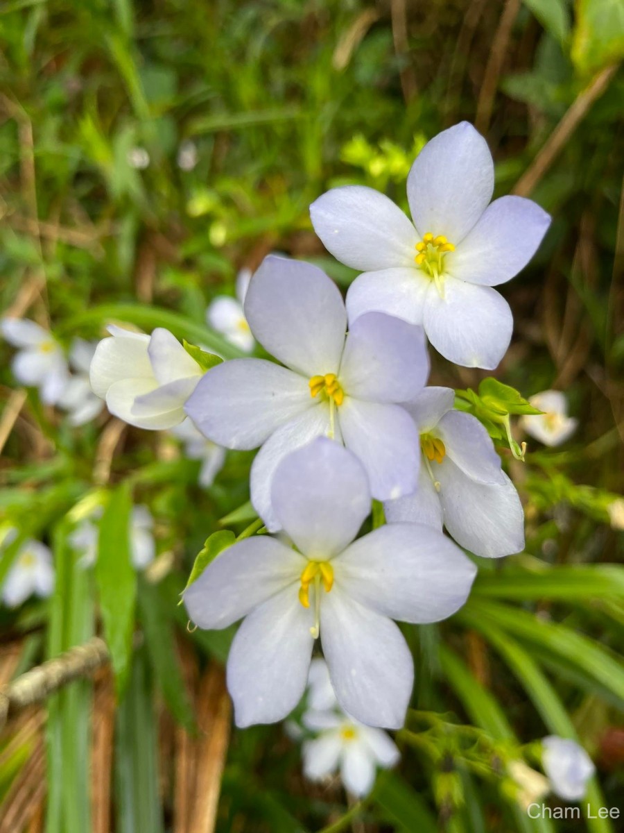 Exacum pallidum (Trimen) Klack.