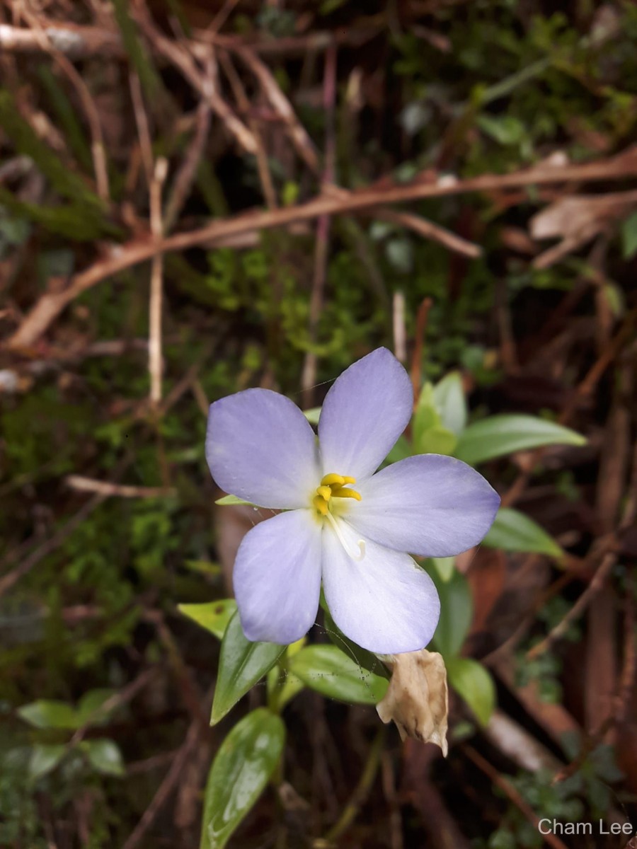 Exacum pallidum (Trimen) Klack.