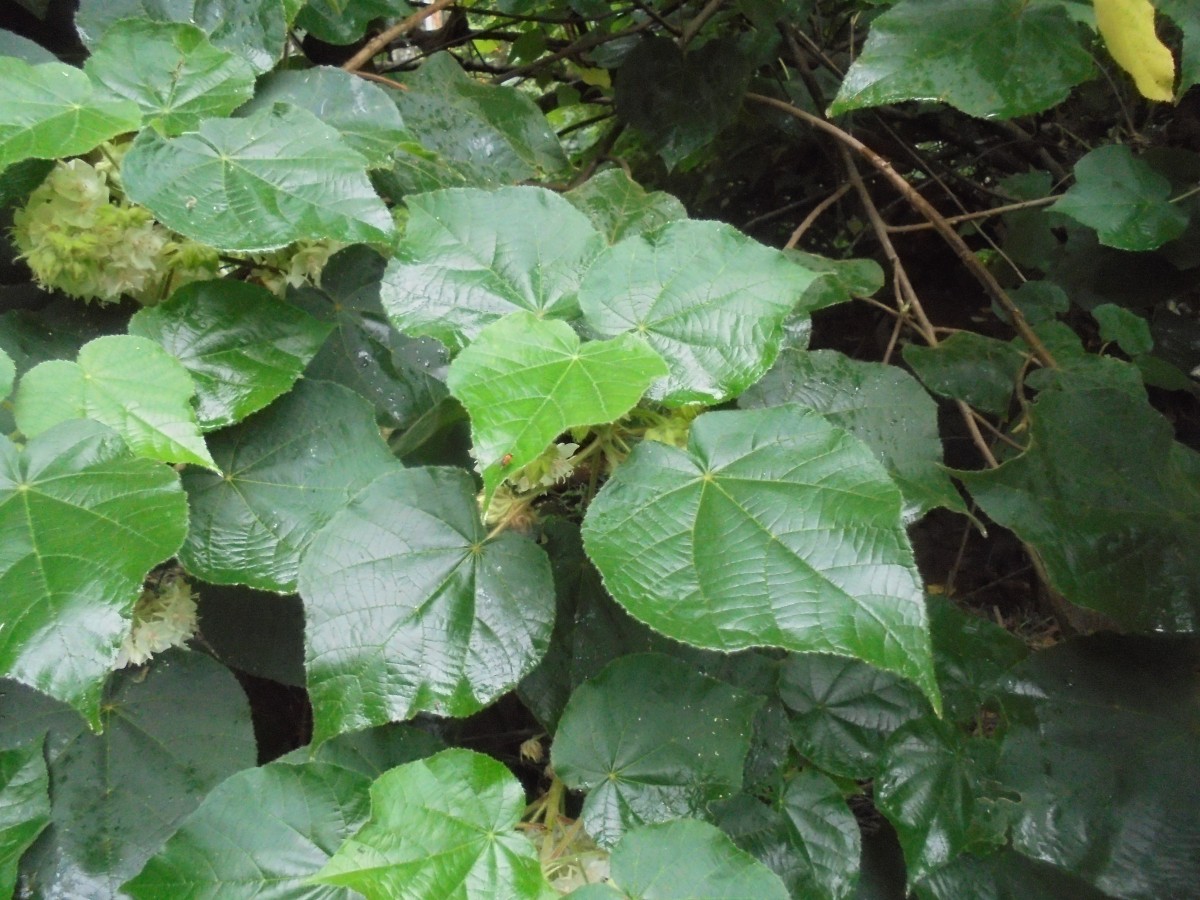 Dombeya burgessiae Gerrard ex Harv.